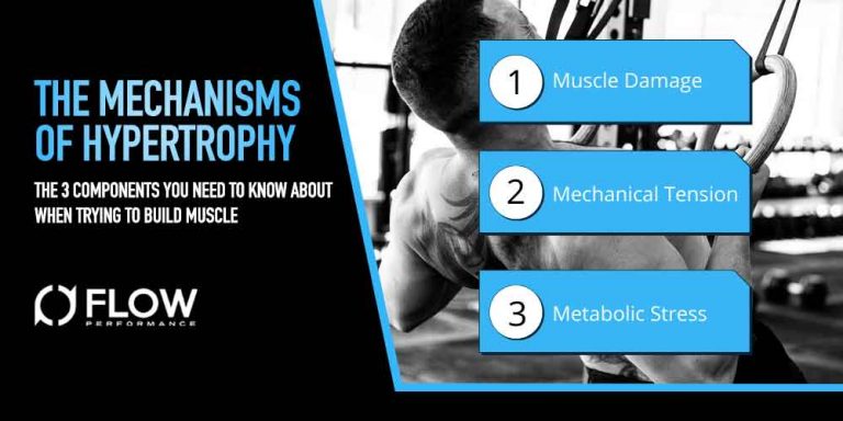 THE MECHANISMS OF HYPERTROPHY: The 3 Components You Need To Know About When Trying To Build Muscle